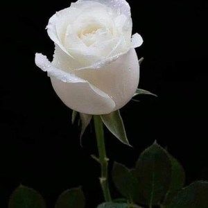 Meet your Posher, Sky